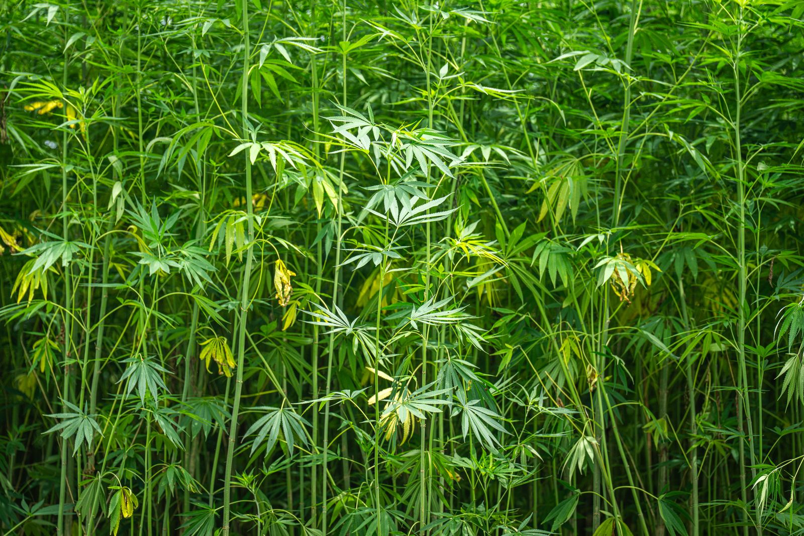 Field of green hemp plants