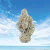 First Class Exotic THCA Flower – URB First Class Exotic THCA Flower – AAA Indoor Top-Shelf Buds
